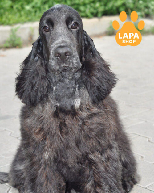 Милый красавчик породы английский кокер-спаниель ждет своей семьи