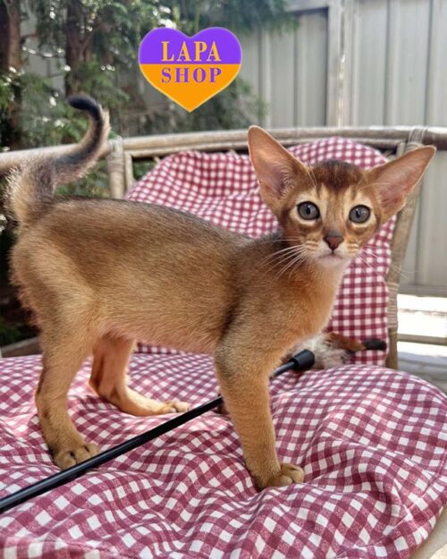 абісинець дикого забарвлення