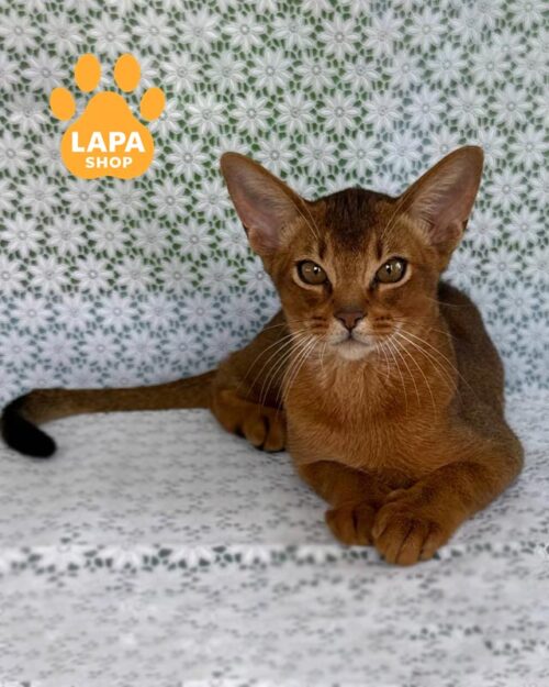 абісинський котик дикого забарвлення