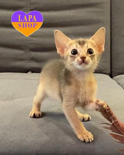 blue Abyssinian