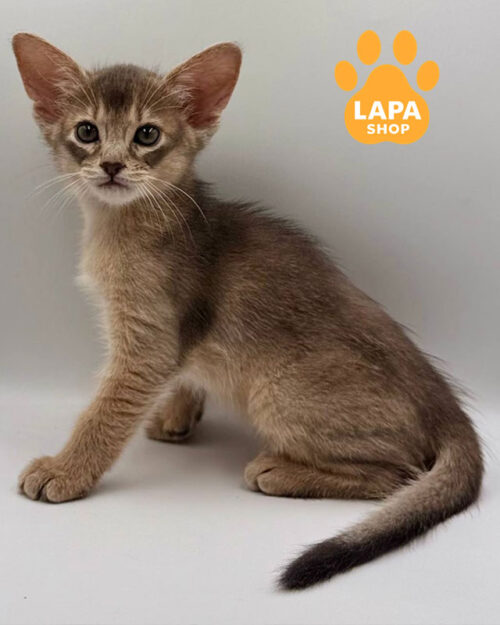 blue Abyssinian kitty
