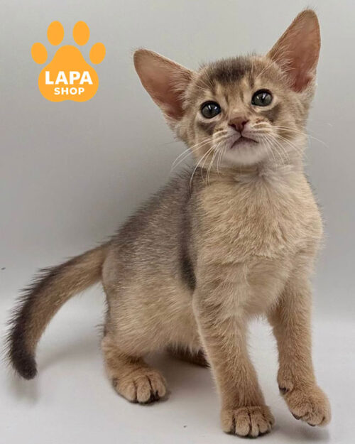 блакитна абісинець