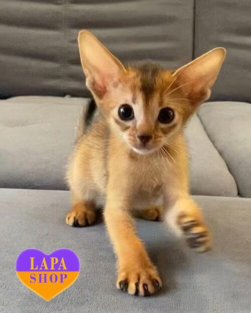 ruddy Abyssinian kitten