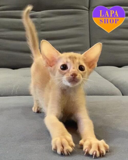 fawn Abyssinian