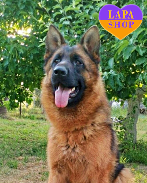 German Shepherd with a black-backed