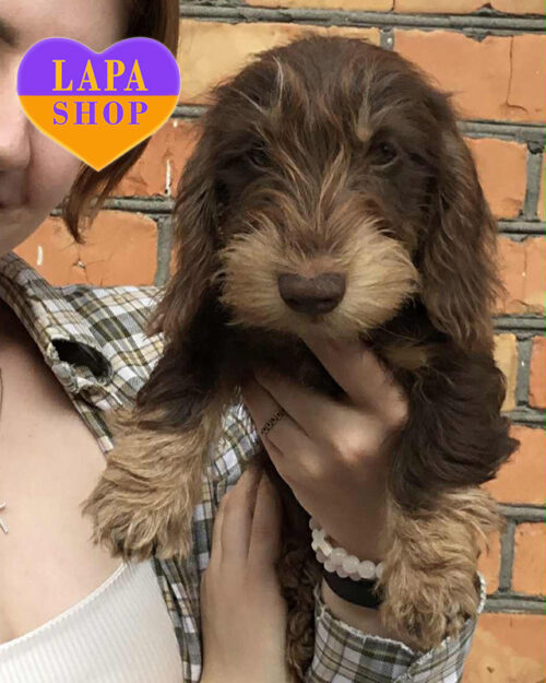 шоколадная такса