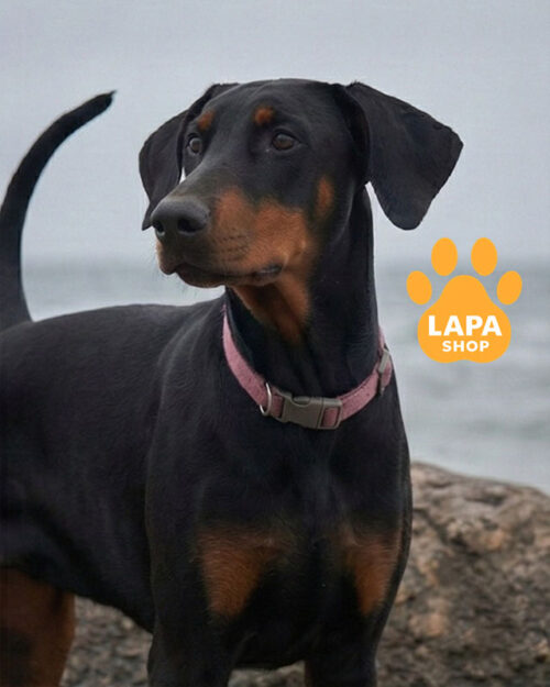 чорний підпалий м