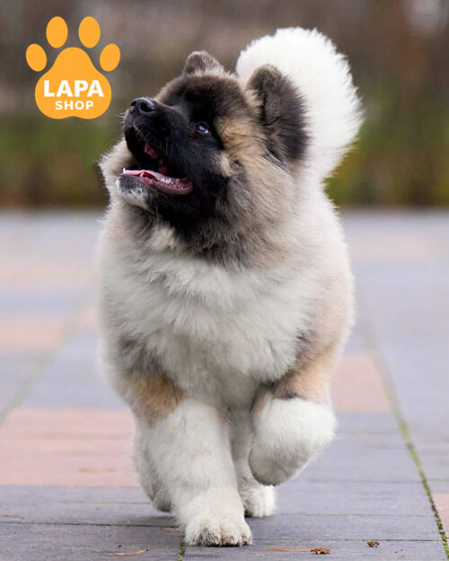 американська акіта флаффі