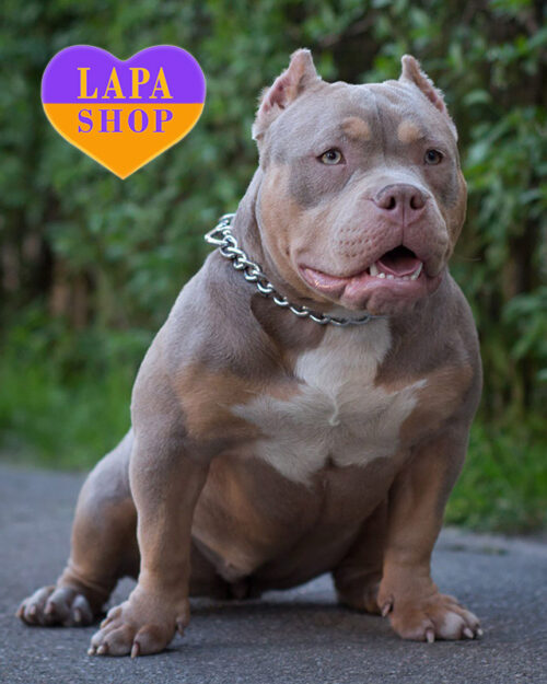 американский булли покет