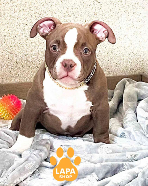 шоколадний американський буллі покет