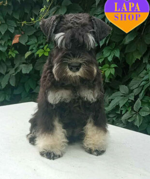 Miniature Schnauzer salt and pepper coloring