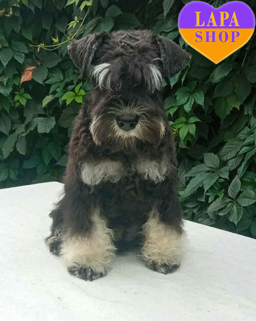 цвергшнауцер окрас перец с солью