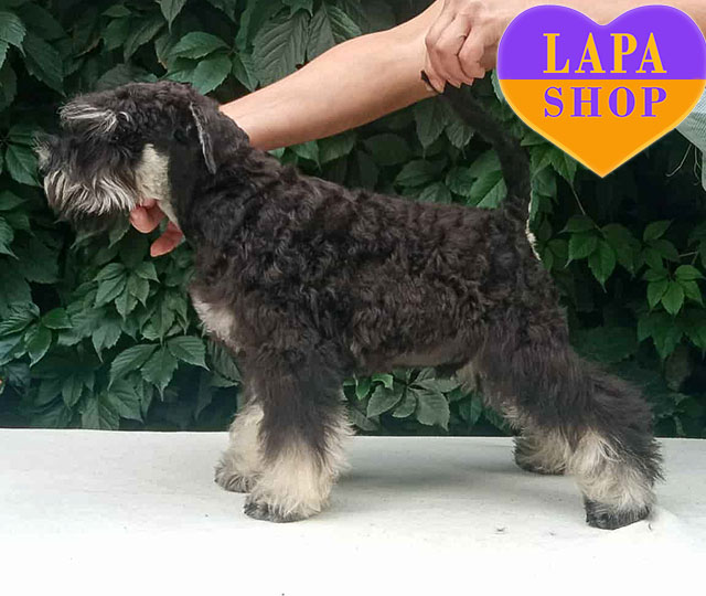 Продюсерка «Голодних ігор» обрала песика з України через Lapa.shop amore 02