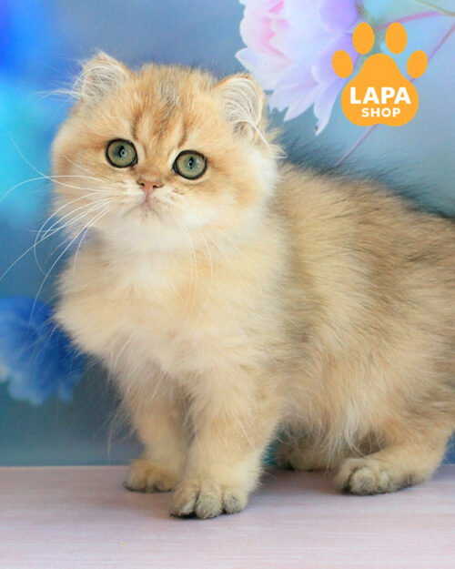 чорна золота британська довгошерста