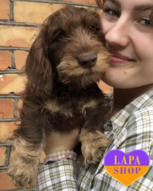 шоколадная такса