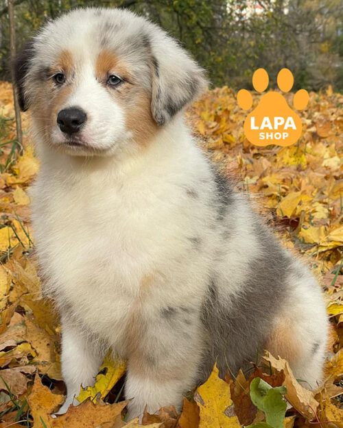 блакитний мармуровий ауссі