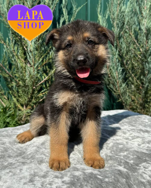 чепрачна німецька вівчарка