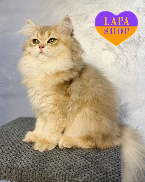 блакитний золотий хайленд-страйт