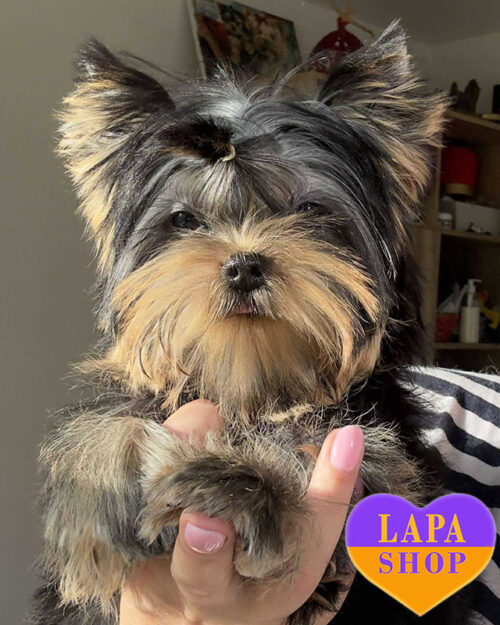 йоркширский терьер