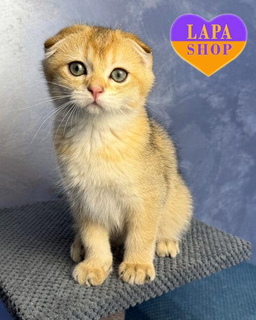 чорний золотий скотіш-страйт