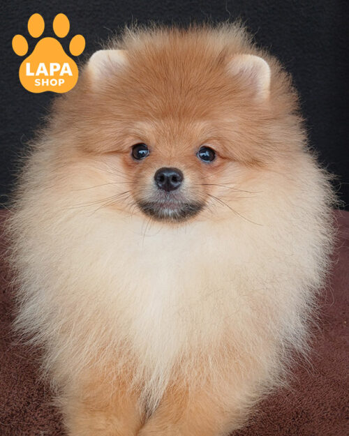 померанський шпіц забарвлення оранж