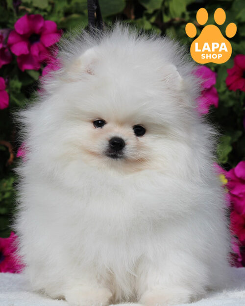 білий померанський шпіц