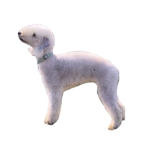 Бедлінгтон тер'єр