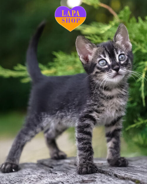 угольная бенгальская кошка