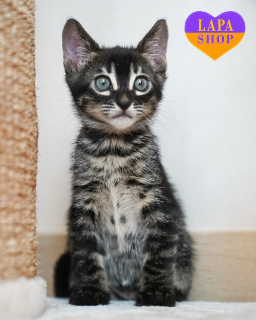 вугільна бенгальська кішка