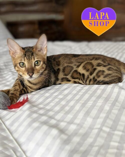 золотой бенгал