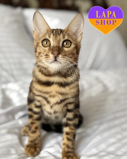 золотой бенгал