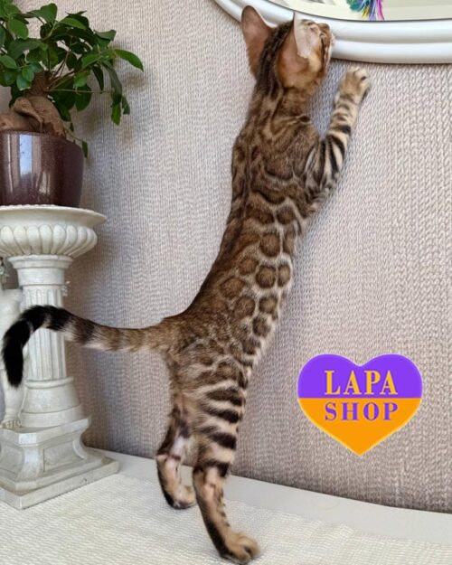 золота бенгальська кішка