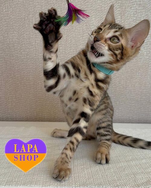 бенгальська кішка