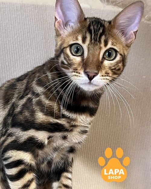 бенгальский кот