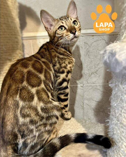 Possible sale for breeding at a separate price