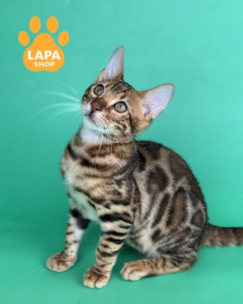 золотий бенгал