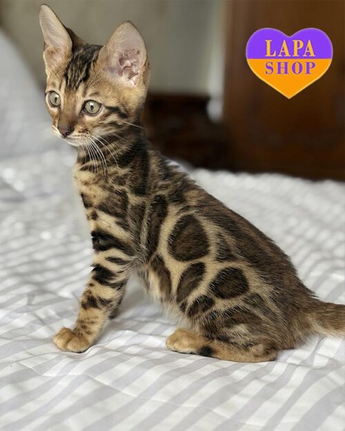 золотой бенгал