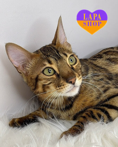 бенгальська кішка