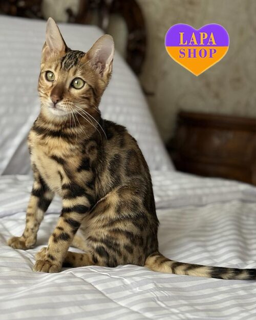 золотой бенгал