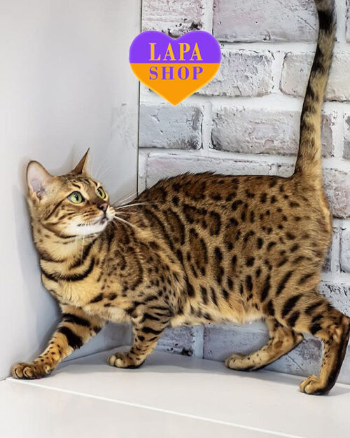 бенгальская кошка