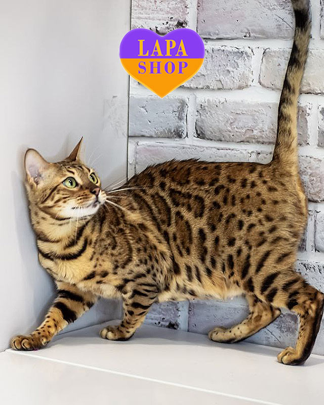 бенгальская кошка