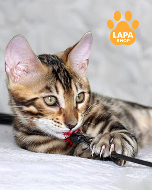 золотой бенгал