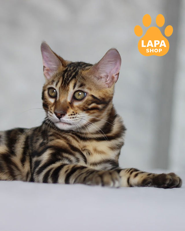 Bengal Cat Giving Birth Cat Having Kittens The First Time Nil Is A