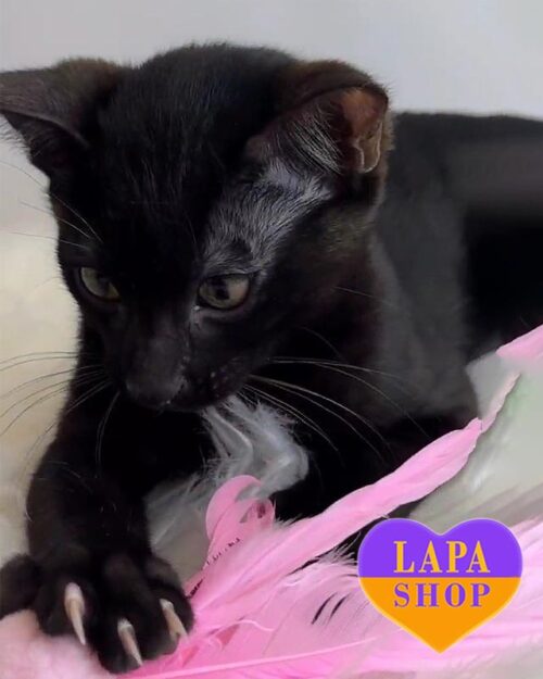 бенгальське кошеня