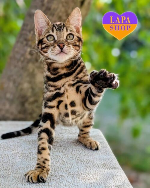 бенгальская кошка