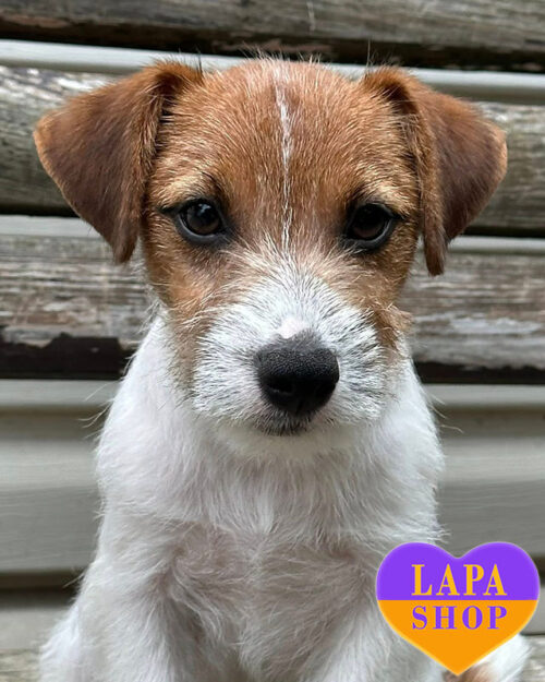 бело-рыжий джек-рассел-терьер