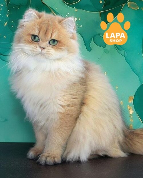 золота британська довгошерста