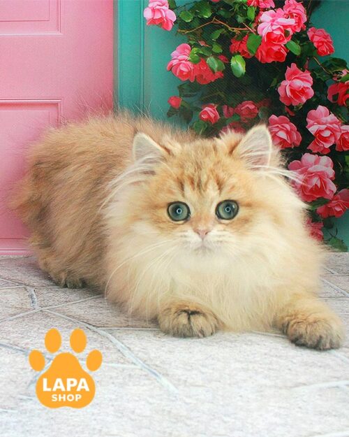 золота британська довгошерста