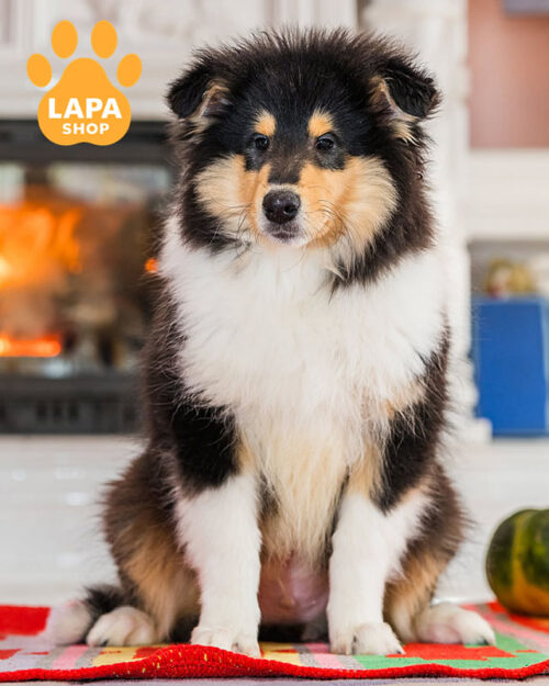 триколорний колі довгошерста