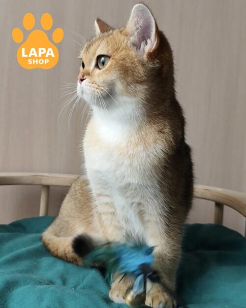 золота британка